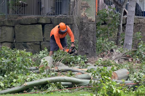 Best Utility Line Clearance  in USA